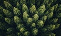 Aerial view of a dense forest canopy with lush green pine trees from above Royalty Free Stock Photo