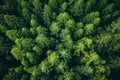 Aerial view of a dense forest. Many pine trees. The image is generated with the use of an AI.