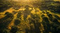 Aerial view of a dense forest with sunlight filtering through the canopy Royalty Free Stock Photo