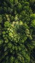 Aerial view of dense green forest Royalty Free Stock Photo
