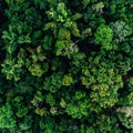 Aerial View of Dense Green Forest Canopy in Daylight Natural Environment Royalty Free Stock Photo