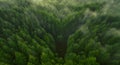 Aerial view of dense green forest with clearing and single tree Royalty Free Stock Photo