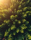Aerial View of Dense Green Forest with Sunlight Breaks in Natural Environment Royalty Free Stock Photo