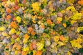 Aerial view of dense green pine forest with canopies of spruce trees and colorful lush foliage in autumn mountains Royalty Free Stock Photo