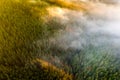 Aerial view of dense green pine forest with canopies of spruce trees and colorful lush foliage in autumn mountains Royalty Free Stock Photo