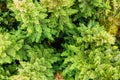 Aerial view of dense green pine forest with canopies of spruce trees and colorful lush foliage in autumn mountains Royalty Free Stock Photo