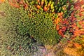 Aerial view of dense green pine forest with canopies of spruce trees and colorful lush foliage in autumn mountains Royalty Free Stock Photo