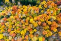 Aerial view of dense green pine forest with canopies of spruce trees and colorful lush foliage in autumn mountains Royalty Free Stock Photo