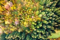 Aerial view of dense green pine forest with canopies of spruce trees and colorful lush foliage in autumn mountains