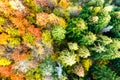 Aerial view of dense green pine forest with canopies of spruce trees and colorful lush foliage in autumn mountains Royalty Free Stock Photo