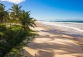 Aerial view deserted beach with coconut trees on the coast of bahia brazil Royalty Free Stock Photo