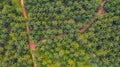 Aerial view, directly above a small footpath through a palm oil plantation in Malaysia Royalty Free Stock Photo