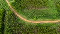 Aerial view of a dirt road that cuts through the beautiful green spaces of rural eucalyptus plantations. Top view of eucalyptus