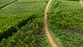 Aerial view of a dirt road that cuts through the beautiful green spaces of rural eucalyptus plantations. Top view of eucalyptus