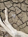 Aerial view dried mud cracks with bleached tree branch Royalty Free Stock Photo