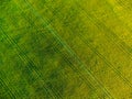 Aerial view from drone or aerostat of green agricultural field or meadow with grass, nature landscape green pattern