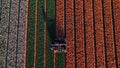 Aerial view from the drone of agricultural machinery working in colorful fields of tulips cuts tulip flowers for better