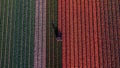 Aerial view from the drone of agricultural machinery working in colorful fields of tulips cuts tulip flowers for better