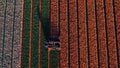 Aerial view from the drone of agricultural machinery working in colorful fields of tulips cuts tulip flowers for better
