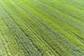 Aerial view from drone of oilseed rape field blooming in spring Royalty Free Stock Photo