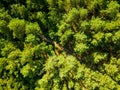 Aerial view from the drone of environmentally friendly foliage forest with a dirt road on a summer sunny day. Top view Royalty Free Stock Photo