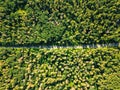 Aerial view of a drone on a green forest with asphalt road on a sunny day. Natural layout for your ideas. Royalty Free Stock Photo