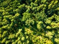 Aerial view from drone healthy green trees in a forest . Sustainable industry, ecosystem and healthy environment Royalty Free Stock Photo