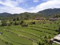 Aerial view from drone on rice terraces. Indonesia. Bali Royalty Free Stock Photo