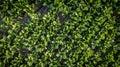 Aerial view drone shot Close-up of green kale crops on field, top view. Backdrop of crops of kale field.