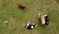 Aerial view with drone of young dairy cows and Scottish Highland cattle on a meadow in Bavaria Royalty Free Stock Photo