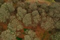 Aerial view of dry green trees in an autumn forest Royalty Free Stock Photo