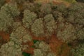 Aerial view of dry green trees in an autumn forest Royalty Free Stock Photo