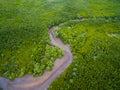 Aerial view of dry riverbed in green mangrove forest Royalty Free Stock Photo