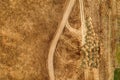 Aerial view of dusty dirt road through grassy plain landscape Royalty Free Stock Photo