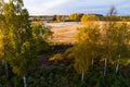An aerial view of a early autumn morning with colorful Birch trees and a straw field