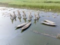 Eco friendly jute processing field in natore, Bangladesh.