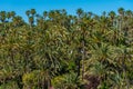 Aerial view of El Palmeral municipal park in Elche, Spain Royalty Free Stock Photo