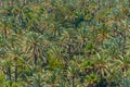 Aerial view of El Palmeral municipal park in Elche, Spain Royalty Free Stock Photo