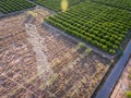 Aerial view of electrical tower and orange trees at dusk Royalty Free Stock Photo