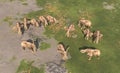 Aerial view of an elephant herd