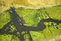 Aerial view of Elephants in the Okavango Delta in Botswana. Royalty Free Stock Photo