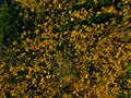 An aerial view of a fall forest. Texture of fall trees from a drone. Landscape before sunset.