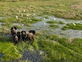 Aerial view of a family of elephants walking in the green meadow