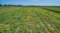 Aerial View of Farm Agriculture Pumpkin Plants in Rows