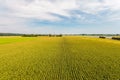 Aerial view of a farm field with rows of corn plants