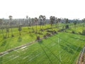 Aerial view farm view rice tree plant morning in Thailand