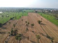 Aerial view farm view rice tree plant morning in Thailand