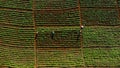 Aerial view of farmers working in a Chinese cabbage field or strawberry farm, agricultural plant fields with mountain hills in Royalty Free Stock Photo