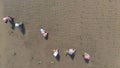 Aerial view of farmers working in rice field plantation.Asia farmers planting on the organic paddy rice farmland