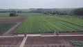 Aerial view of farmland. Clip. Top view of green fields and vegetation. Field of seedlings on the agricultural industry